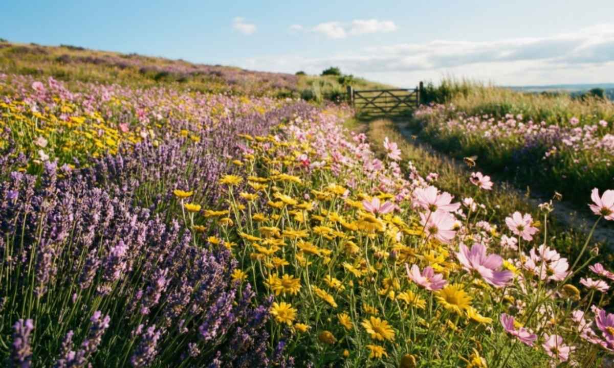 Flower Field Instagram Captions